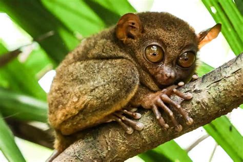 Wildlife in the Philippines (16 Notable Species).